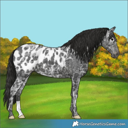Horse Color:Gray Black Ice Appaloosa