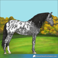 Horse Color:Gray Black Ice Appaloosa 