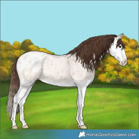 Horse Color:Bay Ice Roan Dun Splash Appaloosa Rabicano 