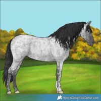 Horse Color:Blue Ice Roan 
