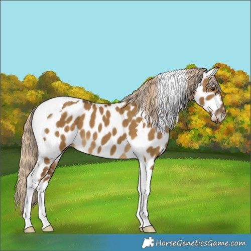 Horse Color:Chocolate Palomino Dun Tobiano Appaloosa