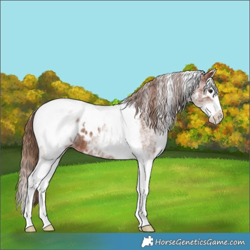 Horse Color:White Spotted Chestnut Splash Tobiano Appaloosa Rabicano