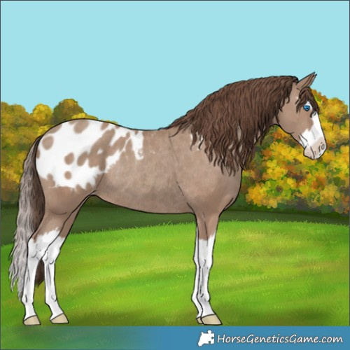 Horse Color:Classic Champagne Splash Appaloosa Rabicano