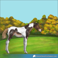 Horse Color:Liver Chestnut Tobiano 
