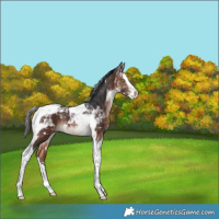 Horse Color:White Spotted Bay Splash Tobiano Rabicano 