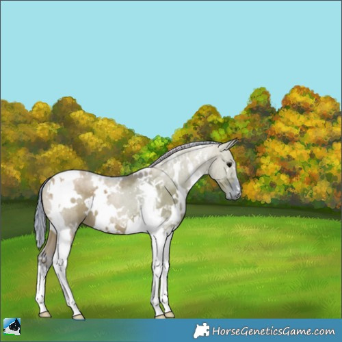 Horse Color:Watercolor White Spotted Grullo Tobiano 