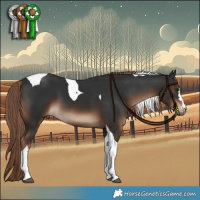 Horse Color:Liver Chestnut Tobiano 