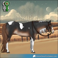 Horse Color:Liver Chestnut Tobiano 