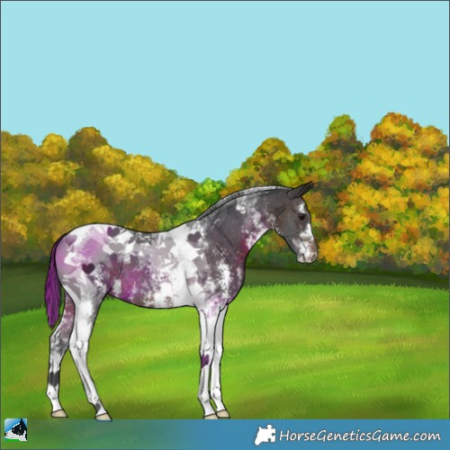 Horse Color:Brown Sabino Tobiano 