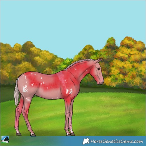 Horse Color:Watercolor White Spotted Silver Grullo 