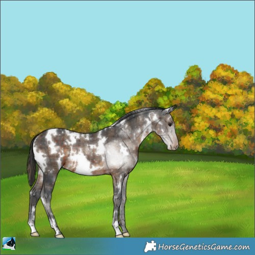 Horse Color:Plaid  White Spotted Brown Rabicano 