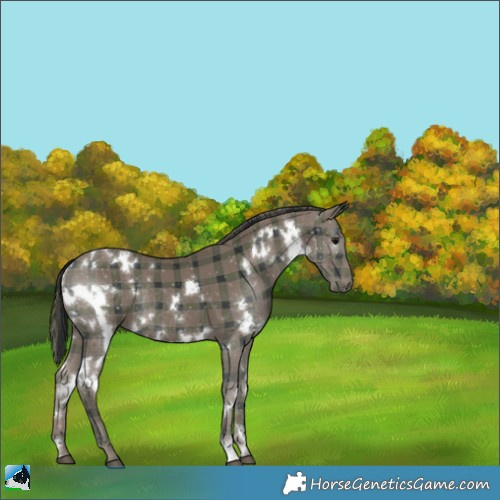 Horse Color:Plaid  White Spotted Black Rabicano 