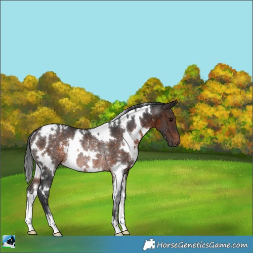 Horse Color:White Spotted Brown Rabicano 