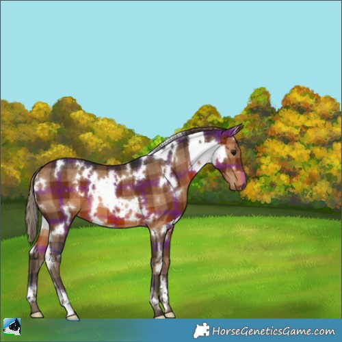 Horse Color:Plaid  White Spotted Bay 