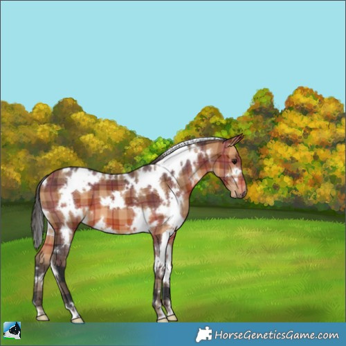 Horse Color:Plaid  White Spotted Bay 