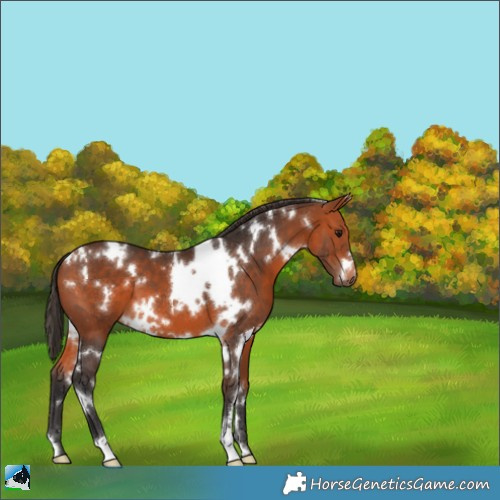 Horse Color:White Spotted Bay 