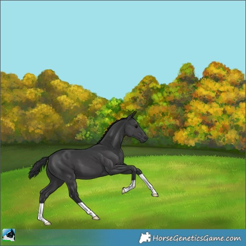 Horse Color:Black Mushroom 