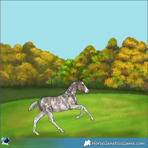 Horse Color:Liver Chestnut Mushroom Sabino Rabicano 