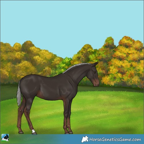 Horse Color:Liver Chestnut Mushroom
