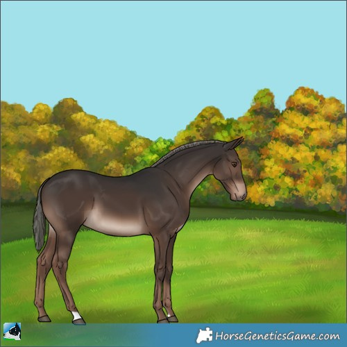 Horse Color:Liver Chestnut Mushroom 
