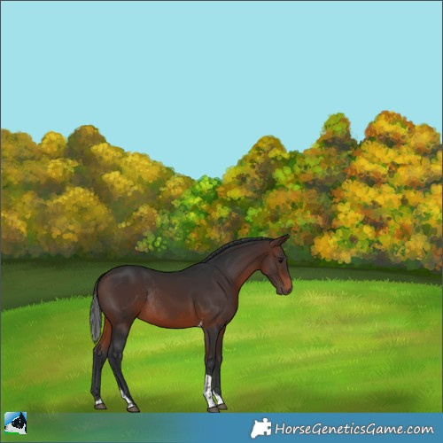 Horse Color:Brown Tobiano Rabicano 