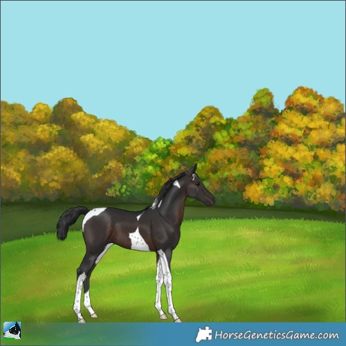 Horse Color:Brown Tobiano 