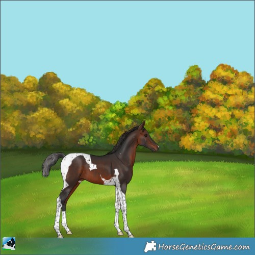 Horse Color:Bay Tobiano 