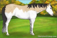 Horse Color:Buckskin Roan Dun Splash 
