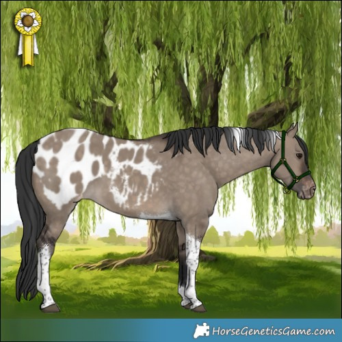Horse Color:Brown Dun Tobiano Appaloosa