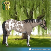 Horse Color:Brown Dun Tobiano Appaloosa