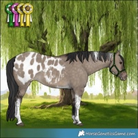 Horse Color:Brown Dun Tobiano Appaloosa 