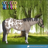 Horse Color:Brown Dun Tobiano Appaloosa 
