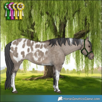 Horse Color:Brown Dun Tobiano Appaloosa
