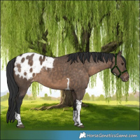 Horse Color:Brown Dun Tobiano Appaloosa