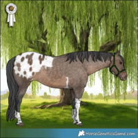 Horse Color:Brown Dun Tobiano Appaloosa 