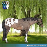 Horse Color:Brown Dun Tobiano Blanket