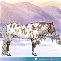 Horse Color:White Spotted Silver Brown Dun Tobiano Appaloosa
