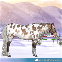 Horse Color:White Spotted Silver Brown Dun Tobiano Appaloosa
