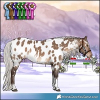 Horse Color:White Spotted Silver Brown Dun Tobiano Appaloosa
