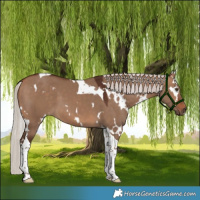 Horse Color:White Spotted Silver Brown Dun Tobiano 