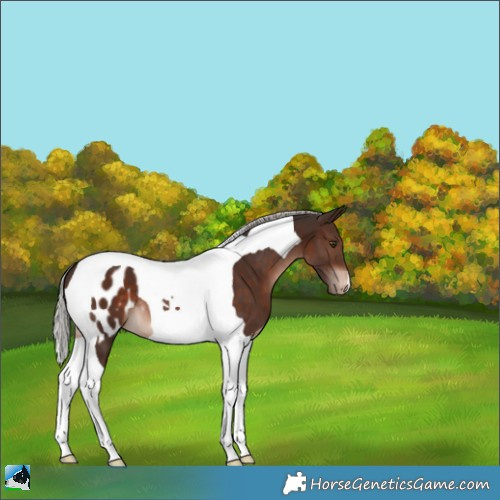 Horse Color:Silver Brown Tobiano Blanket 
