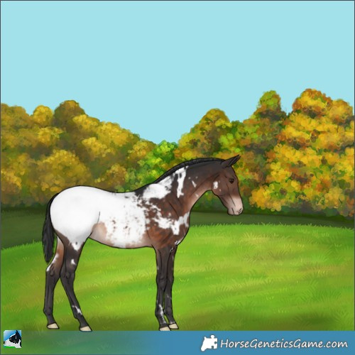 Horse Color:White Spotted Brown Appaloosa 