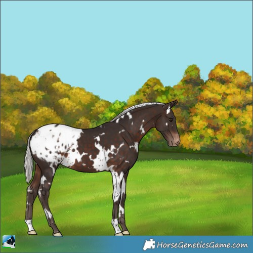 Horse Color:White Spotted Silver Brown Appaloosa