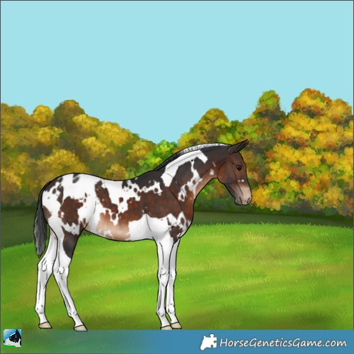 Horse Color:White Spotted Brown Tobiano Varnish 