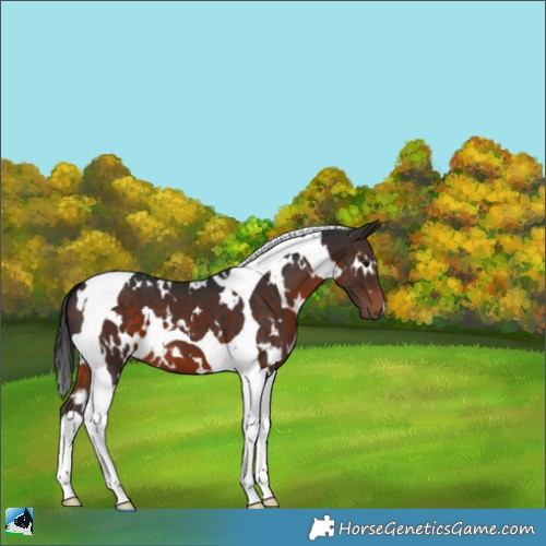 Horse Color:White Spotted Brown Tobiano 