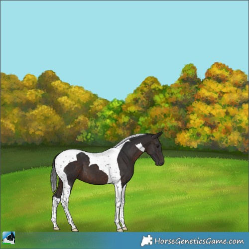 Horse Color:Brown Tobiano 