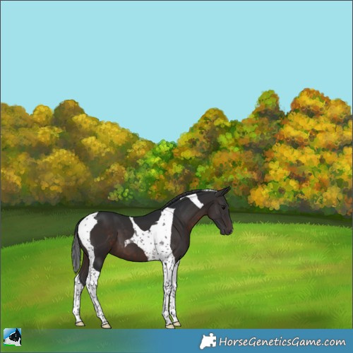 Horse Color:Brown Tobiano 