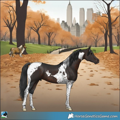 Horse Color:Brown Tobiano 