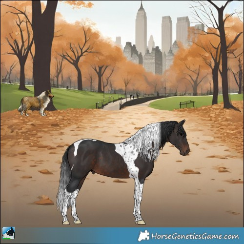 Horse Color:Brown Tobiano 