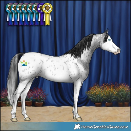 Horse Color:Blue Roan Splash Appaloosa 